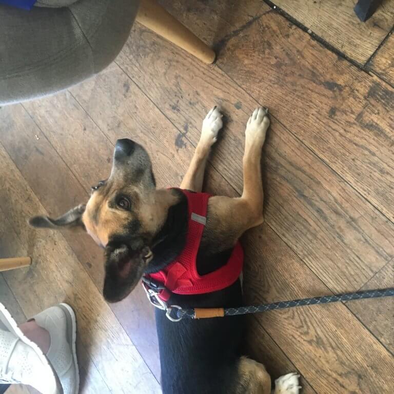 SIX Brighton Dog Friendly Bar, Cafe, Restaurants in