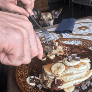 nowhere man pancakes dog